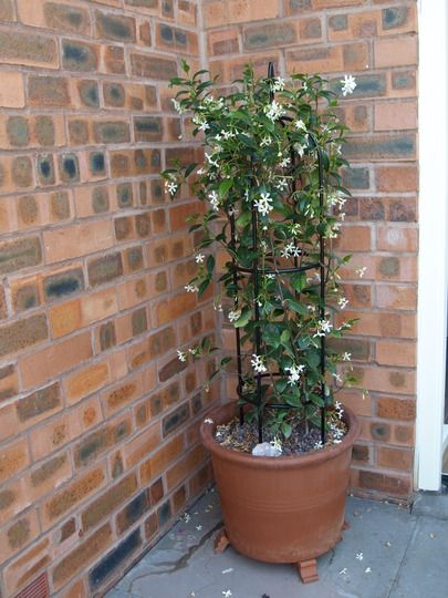 Jasmine approximately 1metre high ... Star Jasmine On Trellis, Star Jasmine Trellis Pot, Star Jasmine Balcony, Jasmine Potted Plant, Pot With Trellis, Potted Jasmine Plant, Star Jasmine In A Pot, Star Jasmine In Pots, Star Jasmine Trellis Ideas