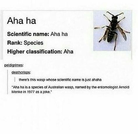 Cryptid Hunter Aesthetic, Bug Memes, Bug Facts, Cool Bugs, Memes Hilarious, Hilarious Memes, Life Memes, Love Memes, What’s Going On