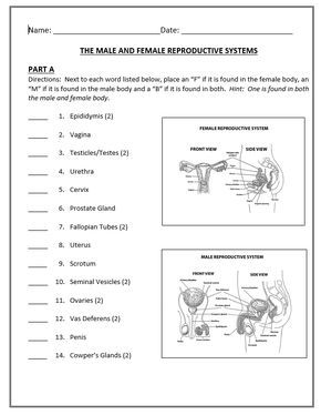 Human Growth And Development Male And Female Reproductive Systems Quiz Human Growth And Development Teaching Human Body Systems Reproductive System Activities