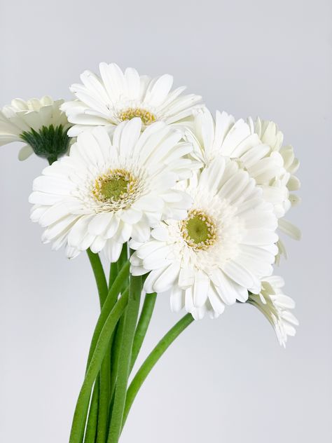 Gerbera Wedding, Gerbera Daisy Bouquet, White Gerbera, Summer Wedding Diy, Gerbera Flower, List Of Flowers, Gerbera Daisies, Wedding Flowers Summer, Raise Your Hand If