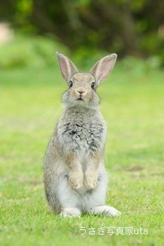 Cute Animal Reference, Bunny Reference, Rabbit Reference, Rabbit Aesthetic, Animals Reference, 2 Bunnies, Aesthetic Animals, Tattoo Animal, Rabbit Pictures