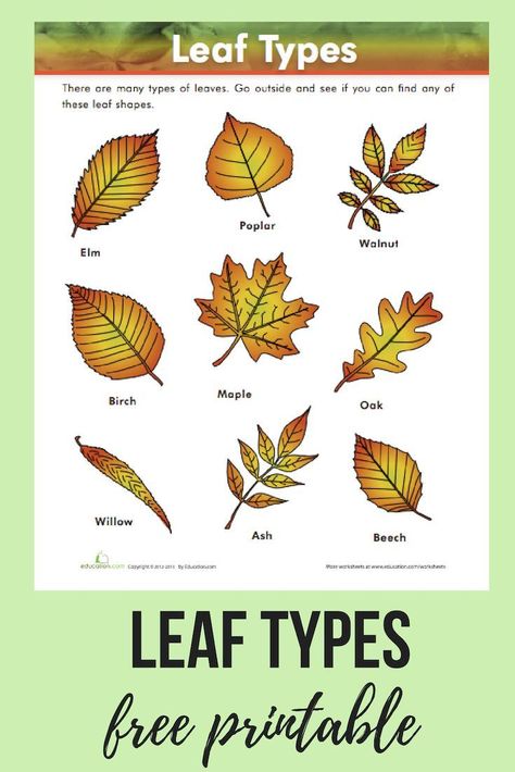 The next time you're on a hike with your child, take this FREE printable leaf chart to guide you in identifying different types of leaves. #science #leaves #leafidentification, #lifescience #elementaryscience #printables #optoutside #hikingwithkids #educa Tree Leaf Identification Free Printable, Tree Identification Chart, Leaf Science, Leaf Activity, Different Types Of Leaves, Leaf Types, Leaf Printables, Interactive Lapbooks, Earth Science Projects