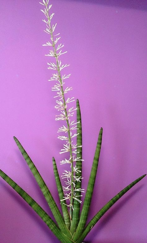 Cylindrical Snake Plant, African Spear, Sansevieria Cylindrica, Sansevieria Plant, Mother In Law Tongue, Making Plant Pots, Sansevieria Trifasciata, Landscaping Flowers, Backyard Fireplace