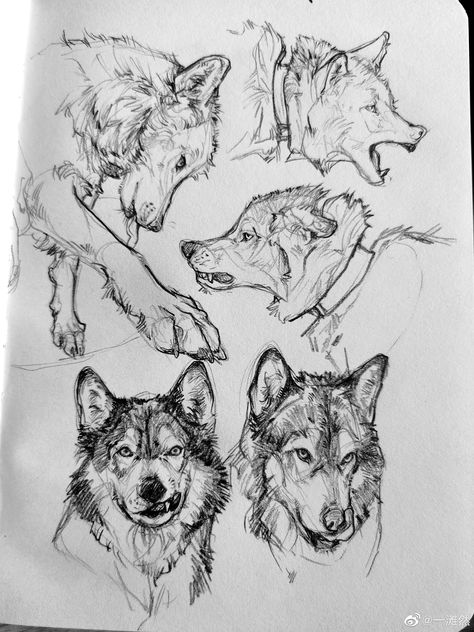 Wolf Howling Sketch, Wolves Drawing Sketches, Orca Drawing Reference, Dog Refrence Drawings, Werewolf Drawing Sketches, Wolf Drawing Realistic, Wolf Anatomy Reference, How To Draw Wolves, Wolf Growling Drawing