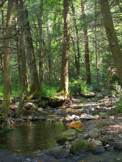 The creek at Cove Creek campground in Pisgah Forest. Forest Backyard Aesthetic, Creek In The Forest, Forest Creek Aesthetic, Stream In The Woods, Stream In The Forest, Forrest Creek, Creek In The Woods, Forest Streams, Forest Oasis