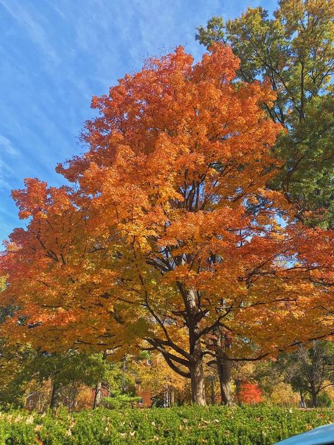 Autumn Trees Aesthetic, Autumn Trees Photography, Fall Color Trees, Color Practice, Trees In Autumn, Seasonal Tree, Tree Town, Trees Autumn, Tree Autumn