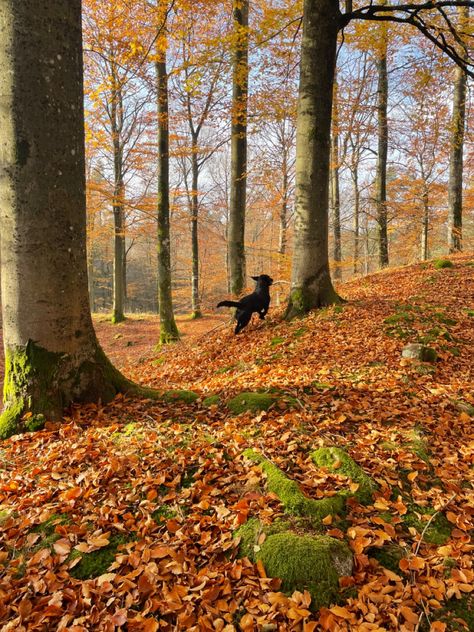 Dog In Forest, Running With Dog, Running In The Woods, December Inspiration, Fall Running, Artist Block, Autumn Images, Trail Dog, Dog Running