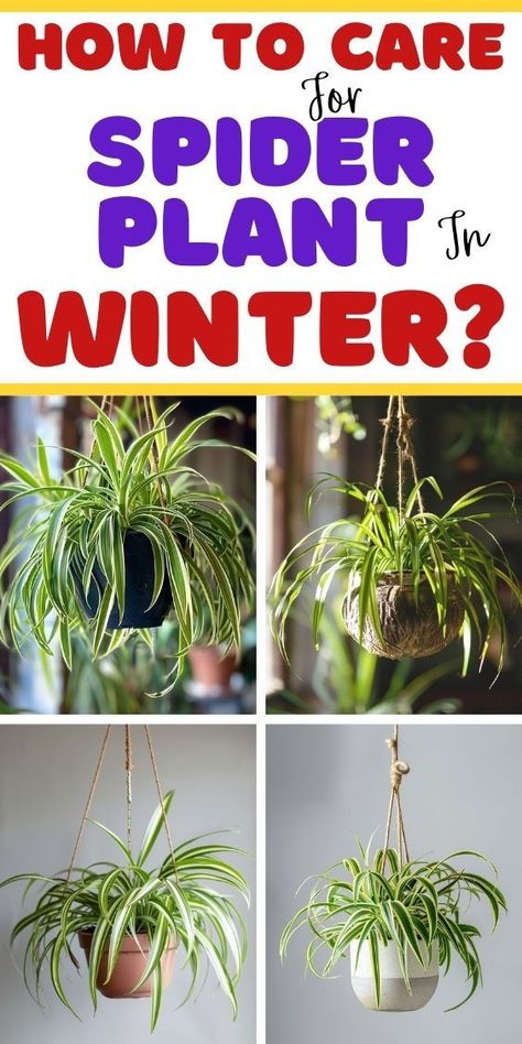 """Learn how to care for your spider plant during the winter months with our simple tips and tricks. Keep your plant healthy and thriving all year round. #SpiderPlantCare #WinterPlantCare #IndoorGardening""" Winter Care, Spider Plant, Spider Plants, The Spider, In The Winter, How To Take, Your Soul, The Winter, Tips And Tricks