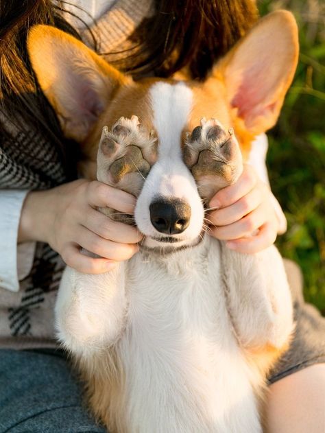 Cute Pet Photoshoot Ideas, Poses For Dogs, Dogs Pictures Ideas, Pose With Puppy Photo Ideas, Doggie Photoshoot Ideas, Dog And Owner Photography Ideas, Puppy Shoot Ideas, Photography With Dogs Ideas, Easy Dog Photography Ideas