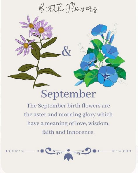 September flower: Aster ✳️ Follow us at Ledesara.ca 💌: info@ledesara.ca September Flower, September Birth Flower, September Flowers, Aster Flower, September 8, Meaning Of Love, Flower Quotes, Planner Ideas, Birth Flowers