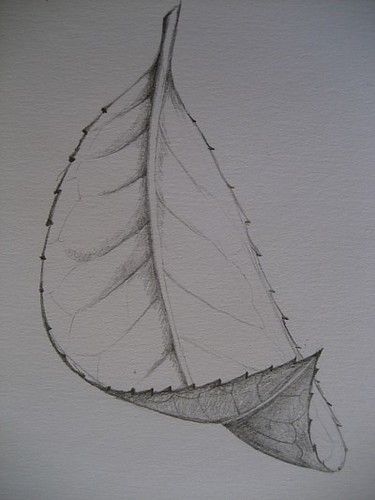 Foreshortenend leaf | Not much to show for drawing class num… | Flickr Drawing Leaf, Easy Pencil Drawings, Leaves Sketch, Couple Drawing, Nature Art Drawings, Drawing Eyes, Drawing Faces, Pencil Drawings Easy, Art Drawings Sketches Pencil