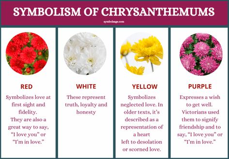 Chrysanthemums have gained several symbolic meanings, but their specific color meaning varies greatly. Chrysanthemum Meaning Symbols, Chrysanthemum Flower Meaning, Flower Symbolism Meaning, Chrysanthemum Spiritual Meaning, Floral Meanings, Chrysanthemum Stone Meaning, Chrysanthemum Symbolism, Chrysanthemum Meaning, Chrysanthemums Flower