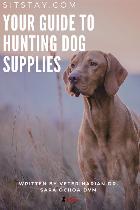 Hunting Dogs Breeds, Bird Dog, Military Dogs, Cat Care Tips, Bird Hunting, Hunting Dog, Dog Care Tips, Dog Blog, Pet Hacks