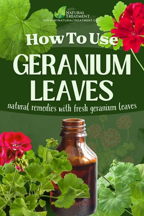 Geranium Benefits, How To Make Geranium Oil, Geranium Leaves, How To Keep Geraniums Blooming, Scented Geraniums Plants, Geranium Care, Healing Flowers, Wild Geranium, Geranium Plant