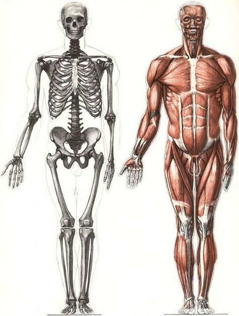 Skeleton Drawing Reference Human Anatomy, Skeleton And Muscles Anatomy, Skeleton With Muscles, Skeleton Anatomy Reference, Anatomy Drawing Skeleton, Anatomy Reference Muscle, Anatomy Drawing Muscle, Human Body Anatomy Drawing, Muscle Anatomy Reference