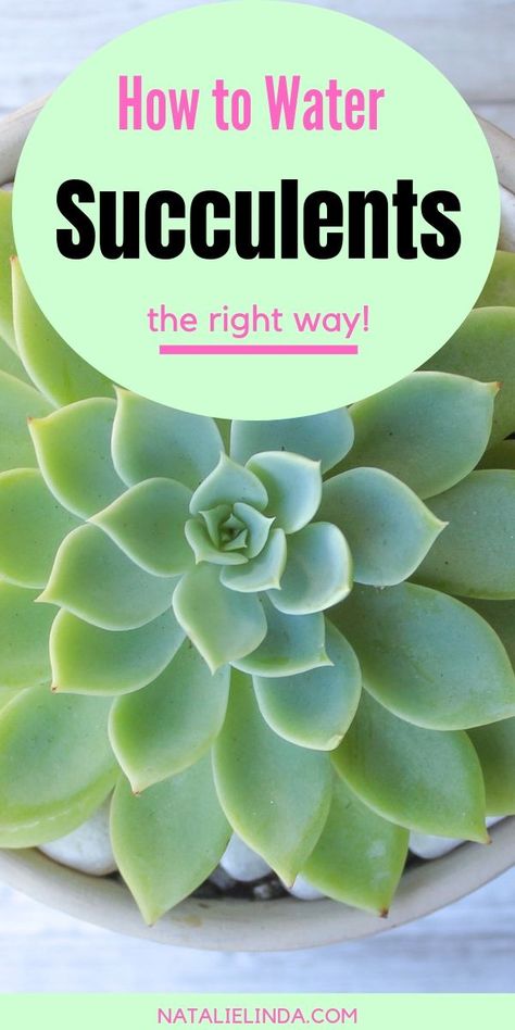 Learn how to water succulents so that you can grow a healthy succulent garden! This easy guide will show you how and when to water your succulents! Water Succulents, How To Water Succulents, Funny Vine, Succulent Garden Indoor, Succulent Garden Design, Household Plants, Plant Care Houseplant, Succulent Garden Diy, Inside Plants