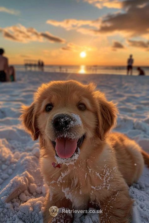 ليلو وستيتش, Preppy Dog, Cute Dogs Images, Very Cute Puppies, Super Cute Puppies, Cute Small Animals, Cute Dog Photos, A Golden Retriever, 강아지 그림