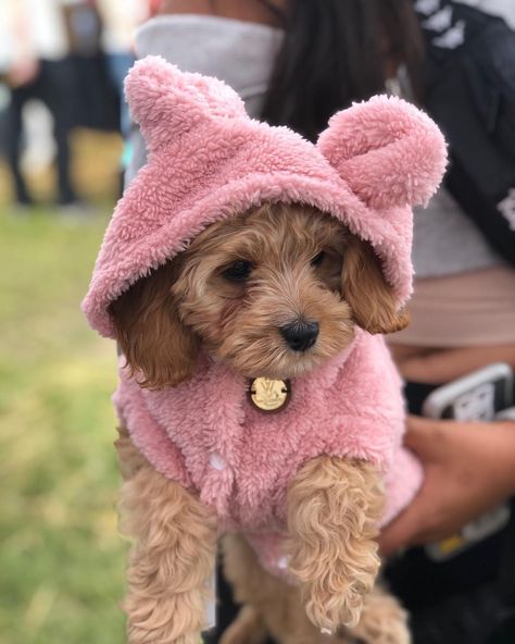 Girl Dog Accessories, Small Dog Accessories, Perro Shih Tzu, Dog Bear, Teddy Sweater, House Pets, Fleece Dog Coat, Cute Dog Clothes, Leather Dog Leash