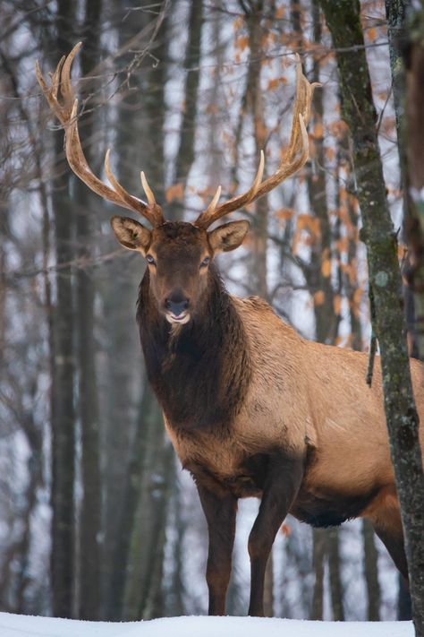 Elk in Winter Animals of the Tundra in Canada Tundra Animals, Canada Wildlife, Elk Pictures, Elk Photo, Canadian Animals, Deer Pictures, Wildlife Travel, Elk Hunting, Winter Animals