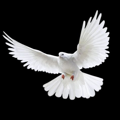 Dove Flying, Dove Images, Dove Pictures, White Birds, Blurred Background Photography, Beach Background Images, Black Background Photography, Blur Photo Background, Photo Background Images Hd