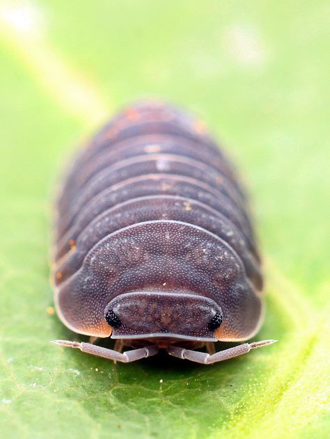 Isopod Character Design, Isopod Pfp, Isopod Wallpaper, Giant Isopod Drawing, Cute Bugs, Giant Isopod Cute, Zebra Isopod, Deep Sea Isopod, Giant Isopod