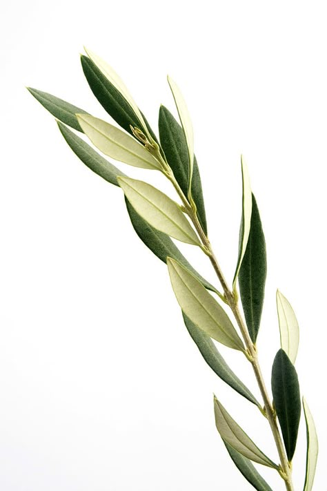 Olive Tree Tattoos, Olive Trees Garden, Tree Garden Design, Olive Foliage, Tree Garden, Metal Tree, Olive Leaf, Ideas Garden, Nature Tattoos