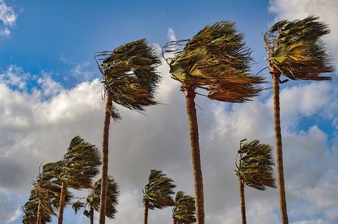 Free Image on Pixabay - Palm Trees, Wind, Windy, Weather Spanish Weather, طابع بريدي, Wind Gust, Facial Treatments, 11 December, New Spain, Pagan Art, Windy Weather, Las Vegas City