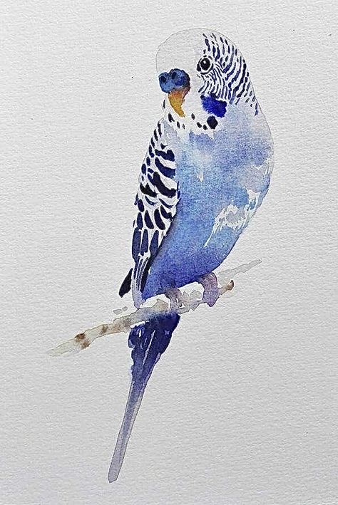 Watercolour Budgie, Budgie Watercolor, Parakeet Watercolor, Parakeet Drawing, Parakeet Painting, Budgie Art, Draw Bird, Bird Watercolor Art, Watercolour Bird