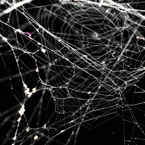 A spiderweb on a black background that is messily made. Cobweb Aesthetic, Catty Noir, The Boogeyman, Sebastian Michaelis, Spider Webs, Ciel Phantomhive, Spider Gwen, The Spider, Spider Verse