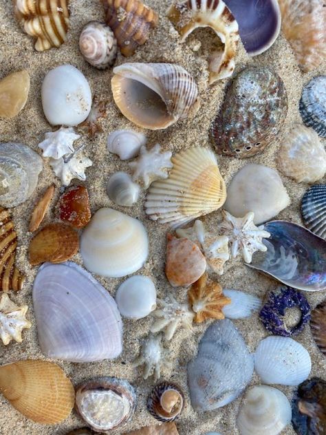 The Sand, The Beach, Shells