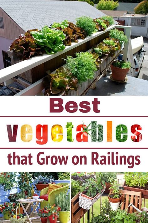 If you are looking for Vegetables that Grow on Railings for your balcony, patio, or deck garden then you'll find this list helpful! Plants On Deck, Apartment Vegetable Garden, Apartment Patio Gardens, Balcony Herb Gardens, Deck Railing Planters, Best Vegetables, Deck Planters, Apartment Balcony Garden, Balcony Planters