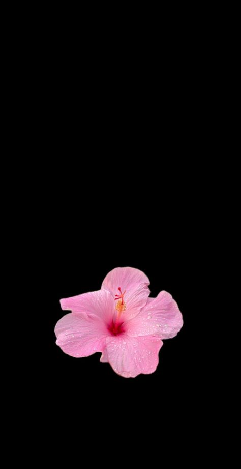 Flower Wallpaper Pink Aesthetic, Cute Tiktok Wallpapers, Hubiskis Flower Wallpaper, Hibiscus Wallpaper Black Background, Matching Flower Wallpaper, Hisbusic Flower Wallpaper, Iphone Pink Wallpaper Aesthetic, Hibiscus Flower Black Background, Flower Wallpaper Black Backgrounds