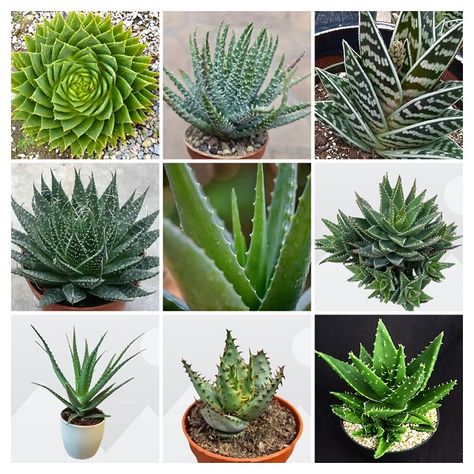 15 Types of Aloe Succulent Plants with Names and Pictures Succulents Names And Pictures, Types Of Succulents With Pictures, Types Of Aloe Vera Plants, Types Of Aloe Plants, Plants With Names, Aloe Plant Care, Aloe Succulent, Different Types Of Succulents, Succulent Names