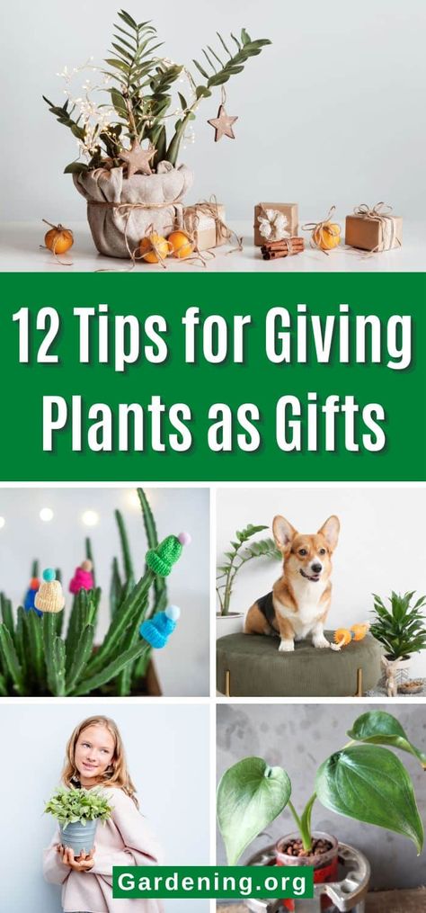 Giving plants as gifts is fun, easy, and always appreciated. Plants are gifts that give all year long. Here are 12 tips for choosing the right plant for gifting. Plants As Gifts Ideas, How To Gift Plants, Plant Gifting Ideas, House Plant Gift Ideas, Plants To Give As Gifts, Best Plants To Give As Gifts, Plants For Christmas Gifts, Gift Plants Ideas, Christmas Plant Gift Ideas