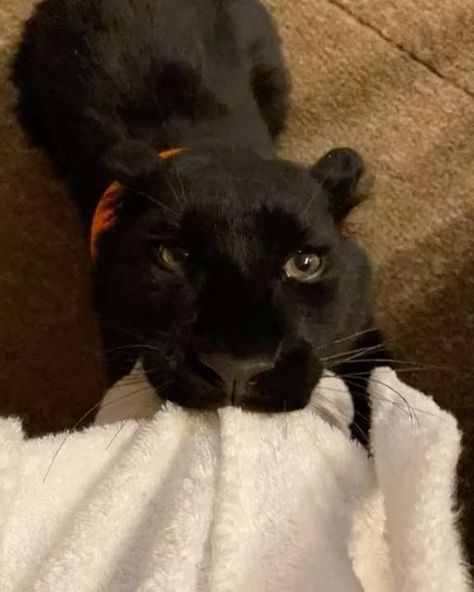 🐾Best videos 🐾 on Instagram: "@luna_the_pantera is such a cute rescued baby 🥹❤️ #animal #animals #cats #bigcat #panther" Baby Panther, Black Panther Cat, Animals Memes, Funny Horse Pictures, Panther Cat, Best Videos, Big Animals, Instagram Family, Funny Horse