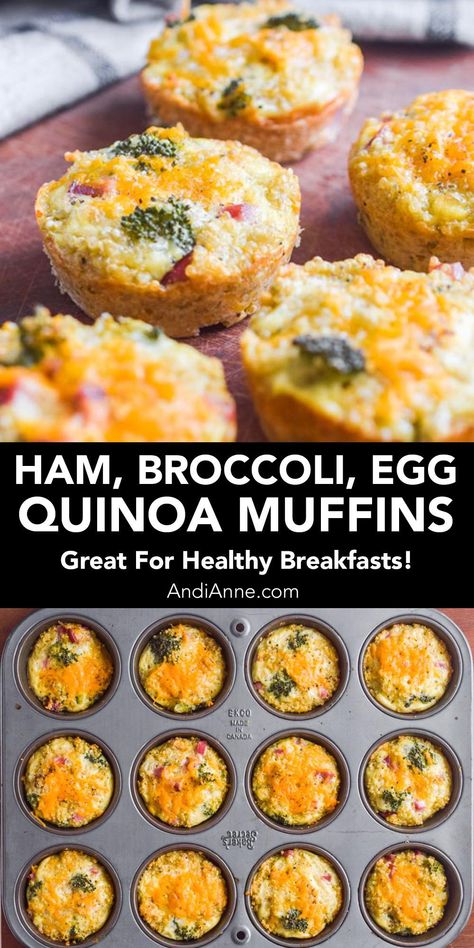 Quinoa Recipes For Picky Eaters, Egg Quinoa Breakfast, Broccoli Ham Egg Muffins, Ham And Quinoa Recipes, Quinoa Muffins Breakfast, Savory Breakfast Gluten Free, Quinoa Egg Muffins, Quinoa Breakfast Bites, Quinoa Egg Bites