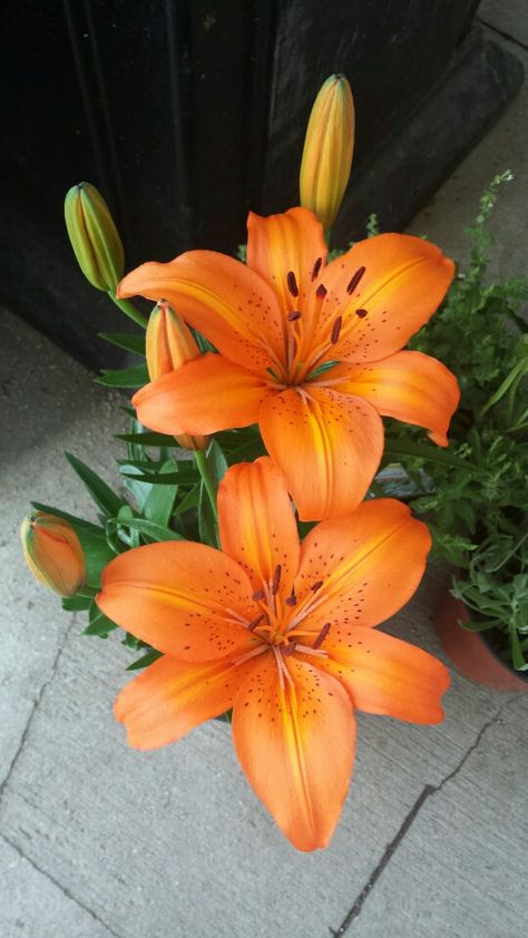 Lilly Flower, Boquette Flowers, Aesthetic White, Nothing But Flowers, Flower Therapy, Beautiful Bouquet Of Flowers, Pretty Plants, Tiger Lily, Flower Aesthetic