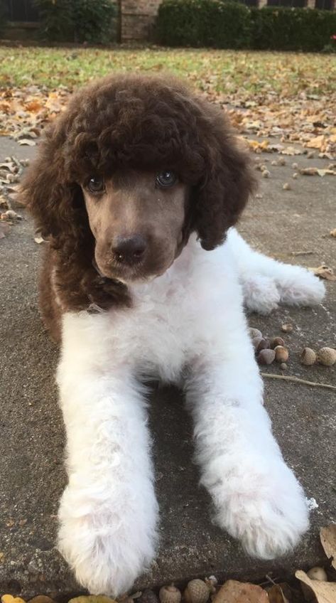 Doberman Poodle Cross, Brown And White Parti Poodle, Standard Poodle Colors, Standard Poodle Puppy Haircut, Standard Poodle Aesthetic, Standard Poodle Puppy Cut, Cute Poodles, Brown Standard Poodle, White Poodle Puppy