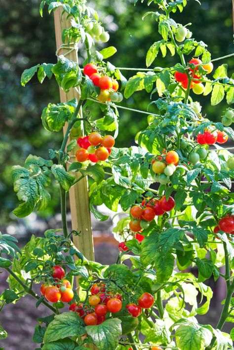 38 Tomato Support Ideas For High Yielding Tomato Plants Tomato Support Ideas, Growing Melons, Tomato Support, Tomato Growing, Tomato Trellis, Food Recipes Healthy, Types Of Tomatoes, List Of Vegetables, Herb Gardening