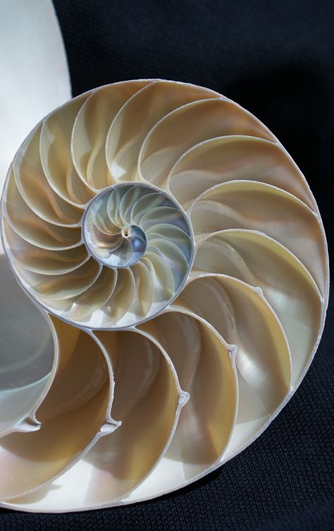 Artemis Dreaming. The logarithmic spiral of the chambered Nautilus shell. Fractal Art Nature, Artemis Dreaming, Fibonacci Art, Logarithmic Spiral, Spirals In Nature, Fractals Art, Chambered Nautilus, Divine Proportion, Geometry In Nature