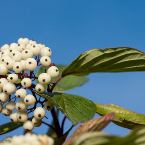 Dogwood Berries, Dogwood Shrub, Red Osier Dogwood, Winter Foliage, Dogwood Flower, White Berries, Flora Flowers, Dogwood Trees, Moon Garden