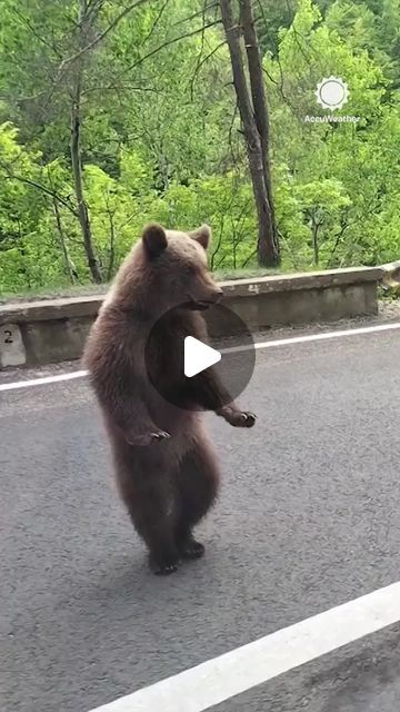 AccuWeather on Instagram: "Now it's time for the Bear Shuffle 🐻⁣
⁣
Drivers on a road in Romania were pleasantly confused at the sight of bears side-walking beside their vehicles.⁣
⁣
#bear #romania #funny #wildlife #nature #caughtoncamera #fyp" Funny Bear Pictures, Funny Wildlife, Dancing Bears, Wildlife Nature, Jackson Hole, May 27, The Bear, Brown Bear, Romania