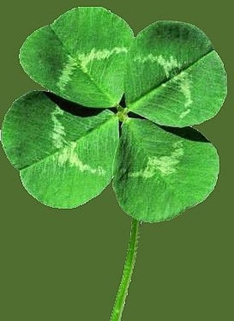 Finding a four leaf clover might seem like such a difficult thing to do. After all, there is only one mutation of the four leaf clover for every 10,000 clovers. However, learn how you can find a four leaf clover, and realize that getting lucky isn't as hard you thought it'd be. Three Leaf Clover, Pressed Leaves, 4 Leaves, Four Leaves, Annual Plants, Four Leaf, Natural Forms, Leaf Clover, Four Leaf Clover