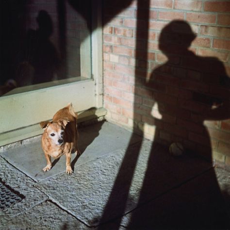 Vivian Maier - 1954, New York NY (bakery window). Vivien Maier, Vivian Meier, Vivian Maier Street Photographer, Vivian Mayer, Suburban Gothic, Chicago Dog, Vivian Maier, Self Portrait Photography, Great Photographers