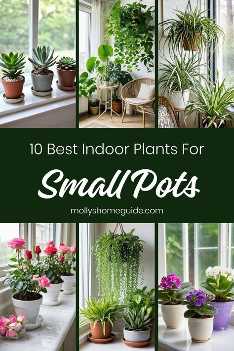 Looking to green up your small space? Discover the best indoor plants for small pots that thrive with little attention. From hard-to-kill varieties to tiny trailing peperomias, these houseplants are perfect for adding a touch of greenery to compact areas. Whether you have a windowless bathroom or just need teeny tiny houseplants, these small indoor plants are ideal for various spaces. Pair them with self-watering pots for easy care and enjoy the beauty of nature indoors! Pots For Indoor Plants Ideas, Potting House Plants, Plants In Small Pots, Small Pot Plants Indoor, Small Low Light Plants Indoor, Where To Place Plants In Your Home, Small Indoor Garden Ideas, Plants For Inside The House, Plants For Small Pots