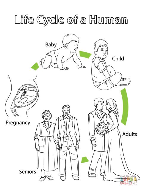 Life Cycles Preschool, Human Life Cycle, Science Life Cycles, Cycle For Kids, Animal Life Cycles, Butterfly Life Cycle, Plant Life Cycle, Human Babies, Human Development