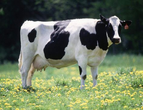 Gado Leiteiro, Dairy Cattle, Holstein Cows, Cow Spots, Dairy Cow, Farm Cow, Dairy Cows, Types Of Animals, Chinchillas