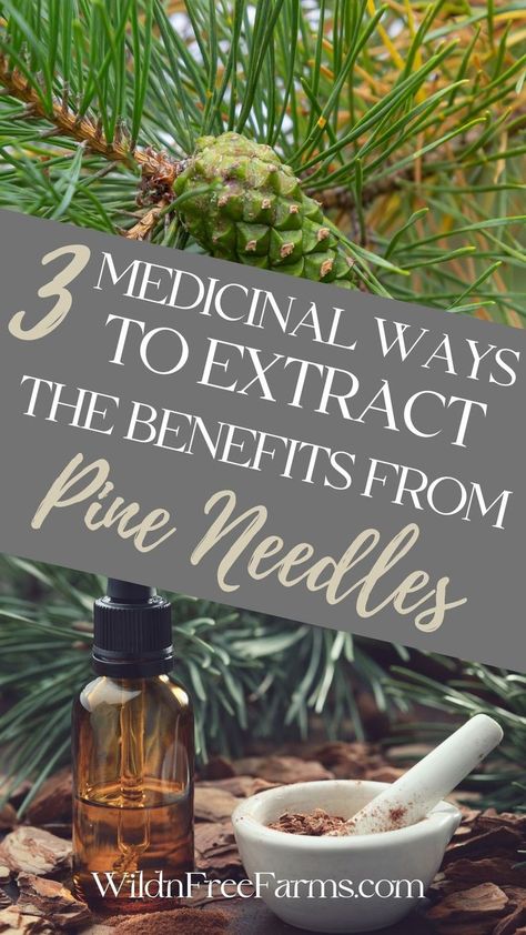 pine needle infused oil Herbal Tinctures Recipes, Medicinal Tea Recipes, Pine Needle Essential Oil, Learning Herbs, Pine Needle Tea, Tinctures Recipes, Pine Essential Oil, Medicinal Tea, Loose Leaf Teas