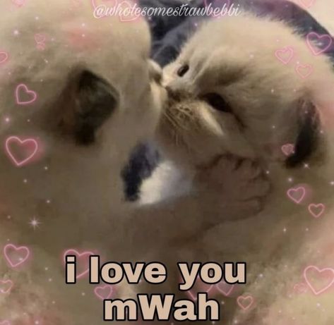 Photos To Send To Your Girlfriend, Love You Cute Pictures, Byeeeee Funny, Imma Touch You, I Miss You Cute Pics, I Love You Cat, Cute Reaction Pics, Me And You, Cute Memes For Her