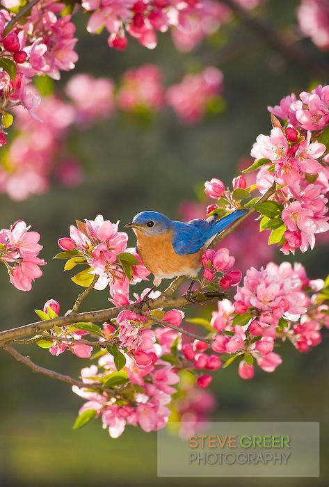 ⚘cellya⚘ on Twitter: "#Beautiful #imagem ⚘❤⚘🐦🐦🐦… " Bird Pictures, Pretty Birds, Colorful Birds, Cute Birds, Little Birds, Bird Photography, Birds Painting, 귀여운 동물, Flowers Photography